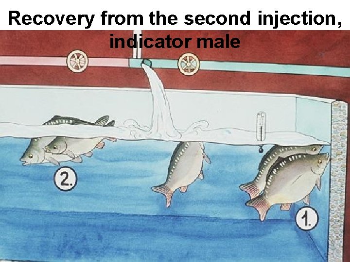 Recovery from the second injection, indicator male 