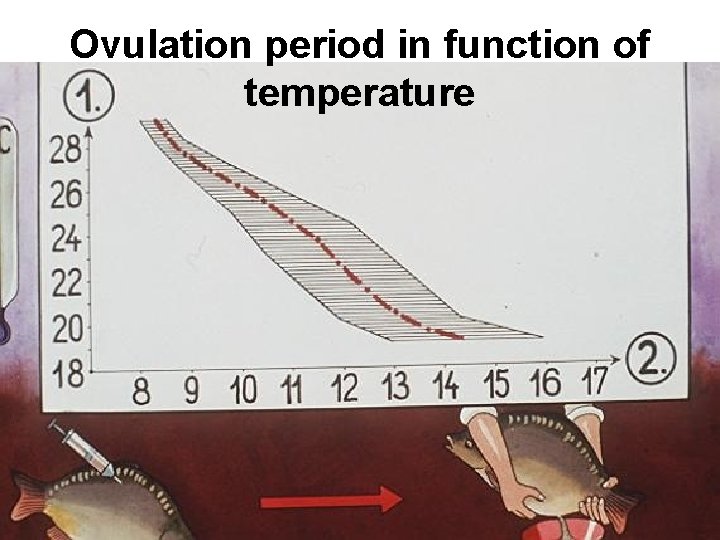 Ovulation period in function of temperature 