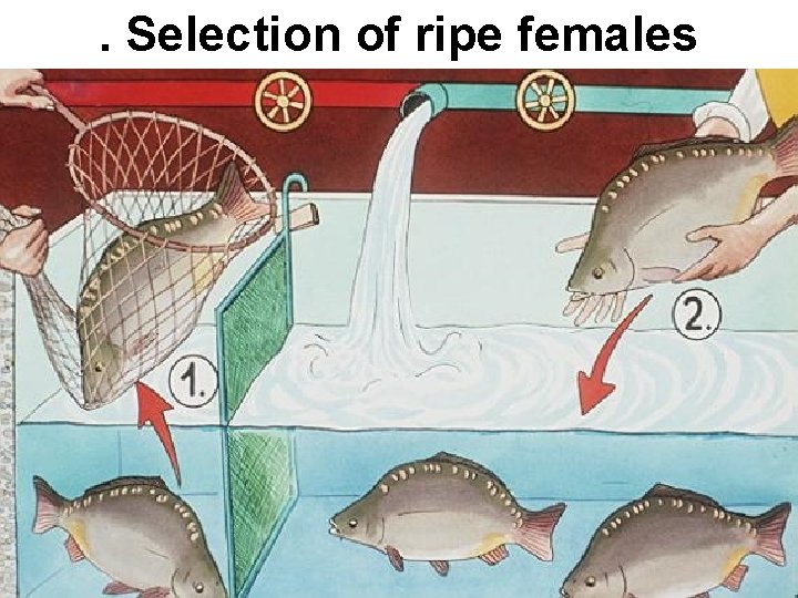 . Selection of ripe females 