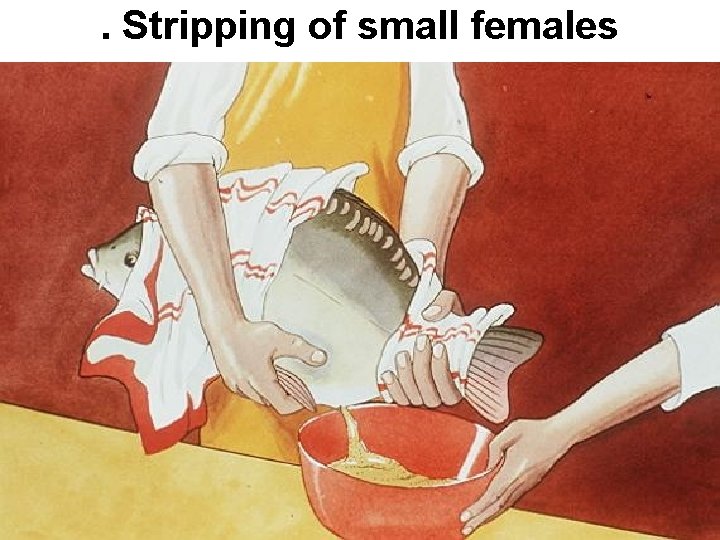 . Stripping of small females 