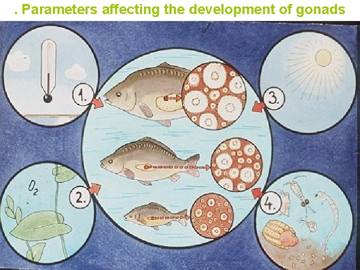 . Parameters affecting the development of gonads 