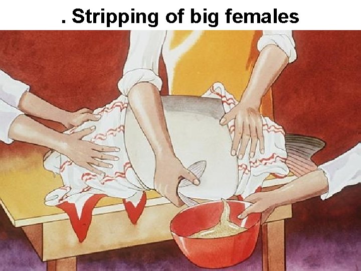 . Stripping of big females 