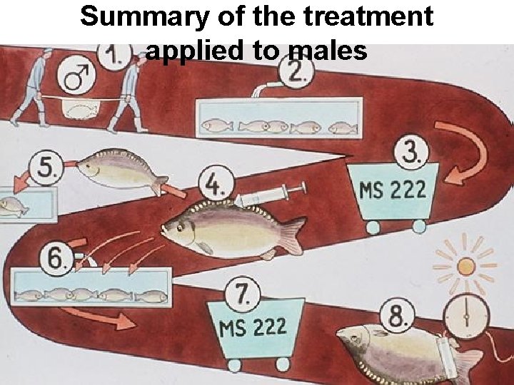 Summary of the treatment applied to males 