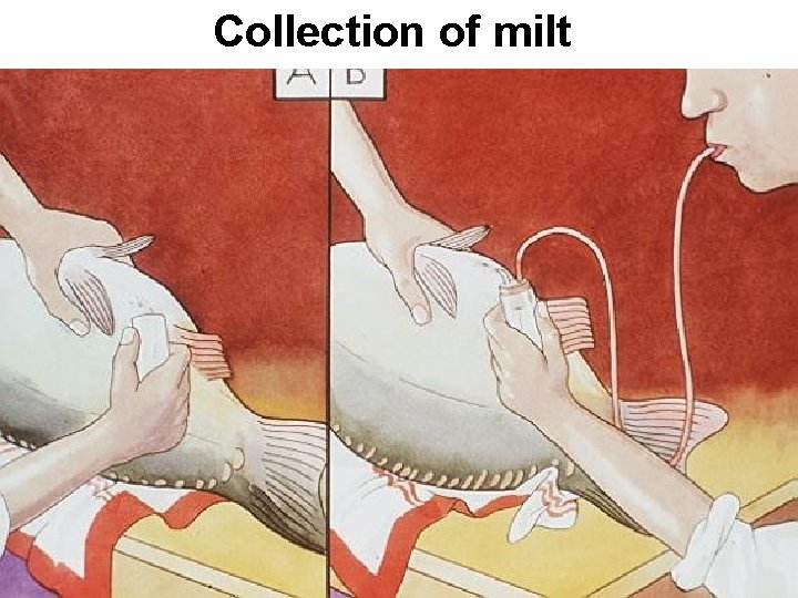 Collection of milt 