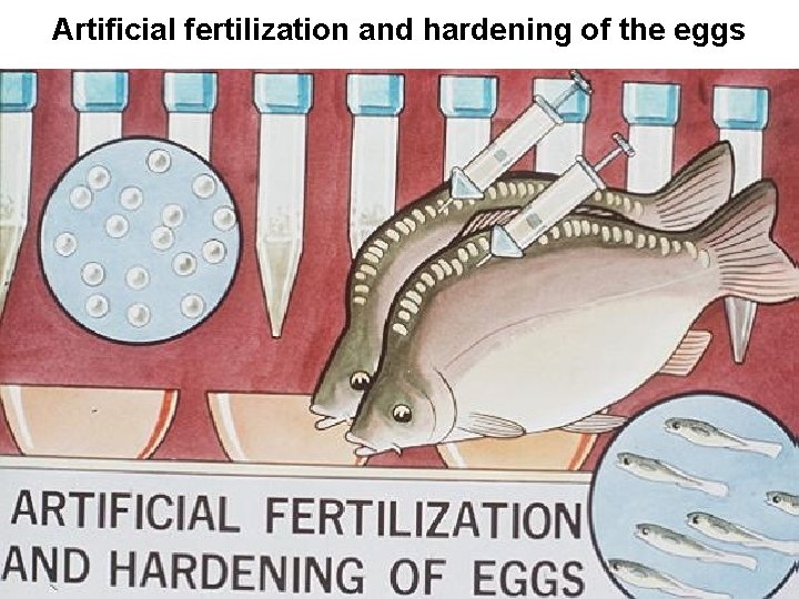 Artificial fertilization and hardening of the eggs 