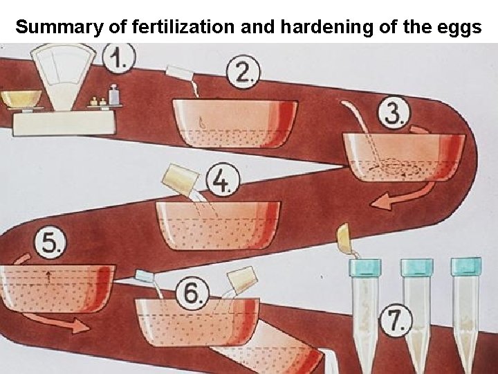 Summary of fertilization and hardening of the eggs 