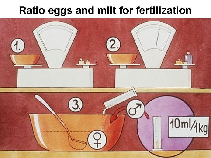 Ratio eggs and milt for fertilization 