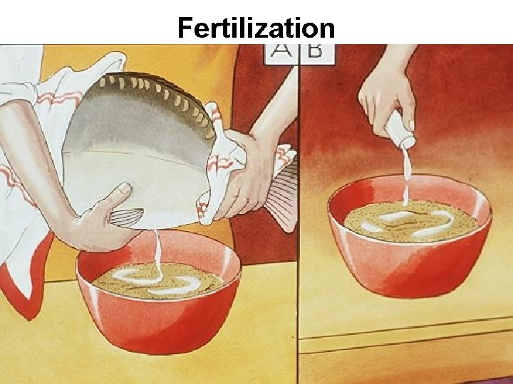 Fertilization 