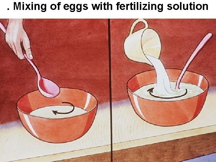. Mixing of eggs with fertilizing solution 