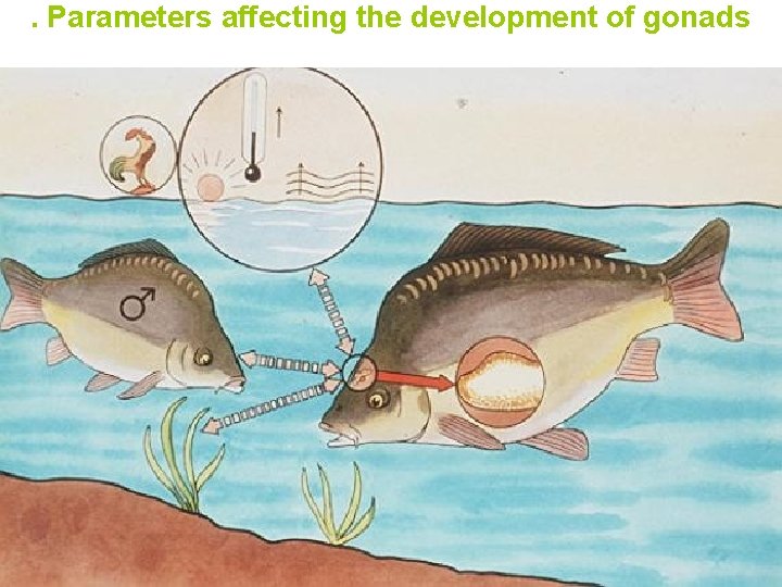. Parameters affecting the development of gonads 