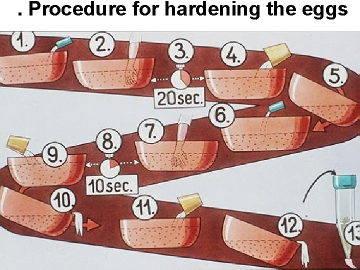 . Procedure for hardening the eggs 