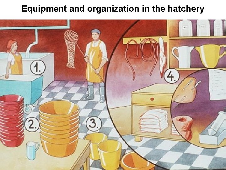 Equipment and organization in the hatchery 