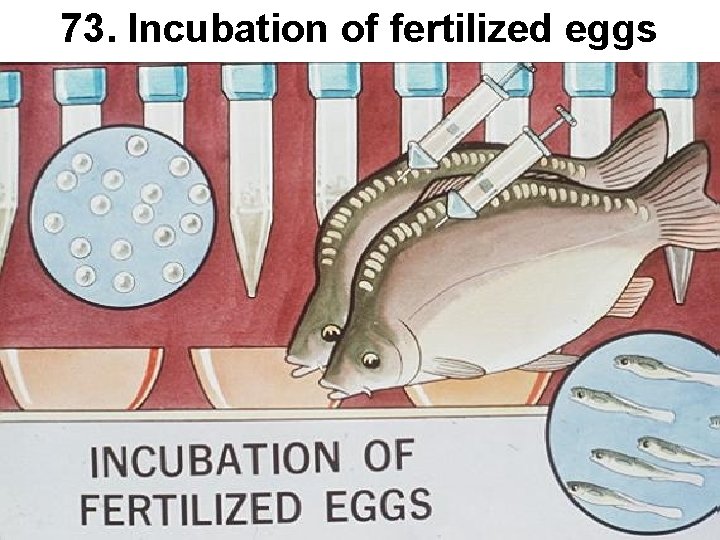 73. Incubation of fertilized eggs 