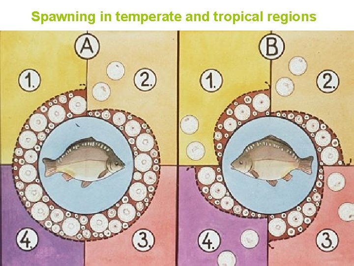 Spawning in temperate and tropical regions 