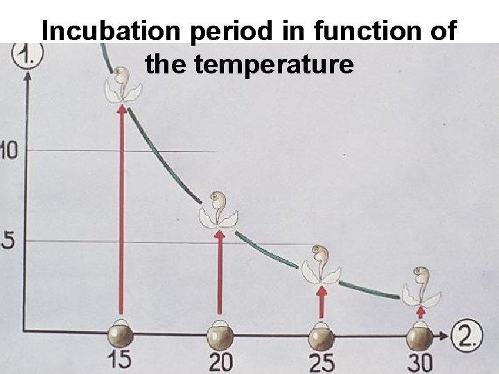 Incubation period in function of the temperature 