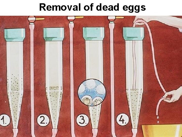 Removal of dead eggs 