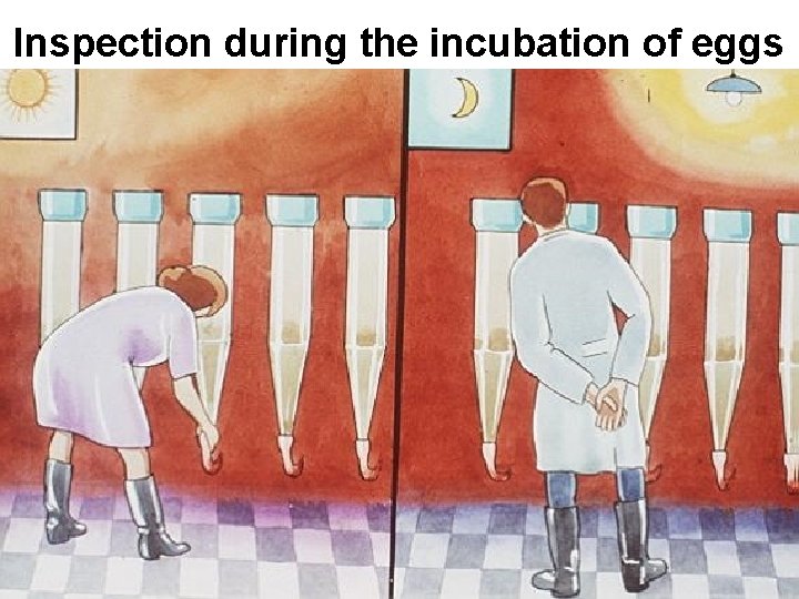 Inspection during the incubation of eggs 