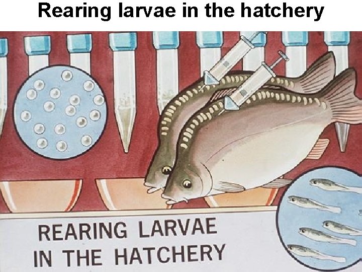 Rearing larvae in the hatchery 