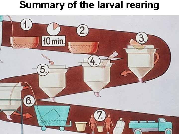 Summary of the larval rearing 