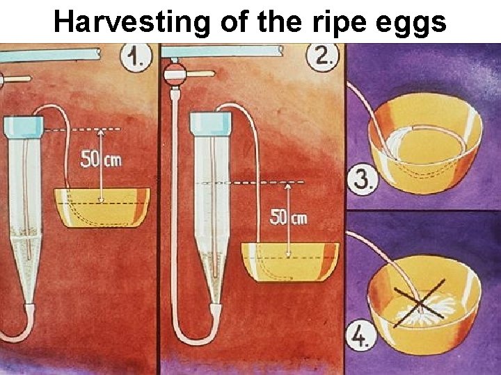 Harvesting of the ripe eggs 