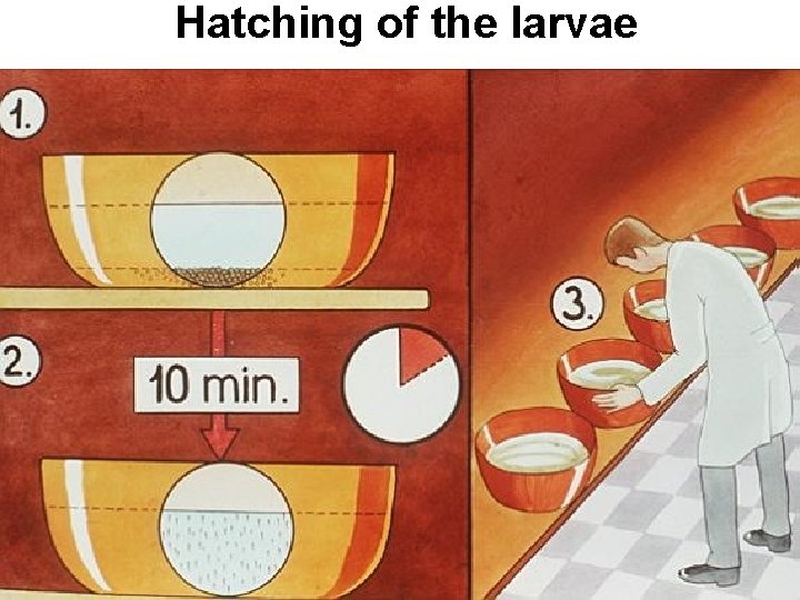 Hatching of the larvae 