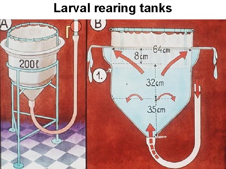 Larval rearing tanks 