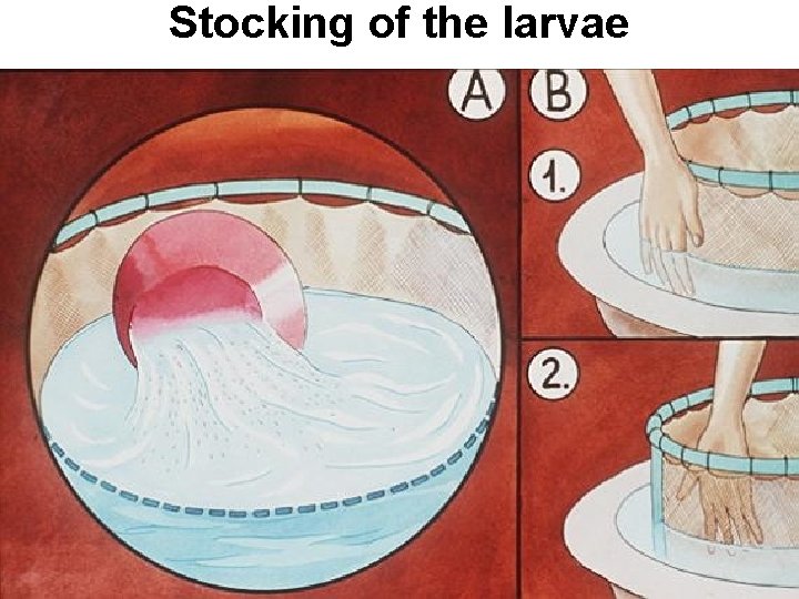 Stocking of the larvae 