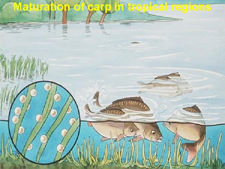 Maturation of carp in tropical regions 