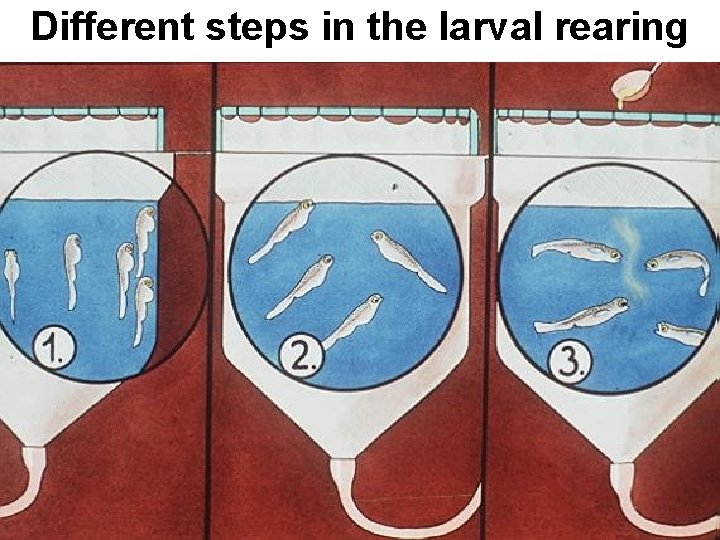 Different steps in the larval rearing 