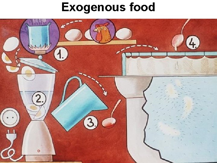 Exogenous food 