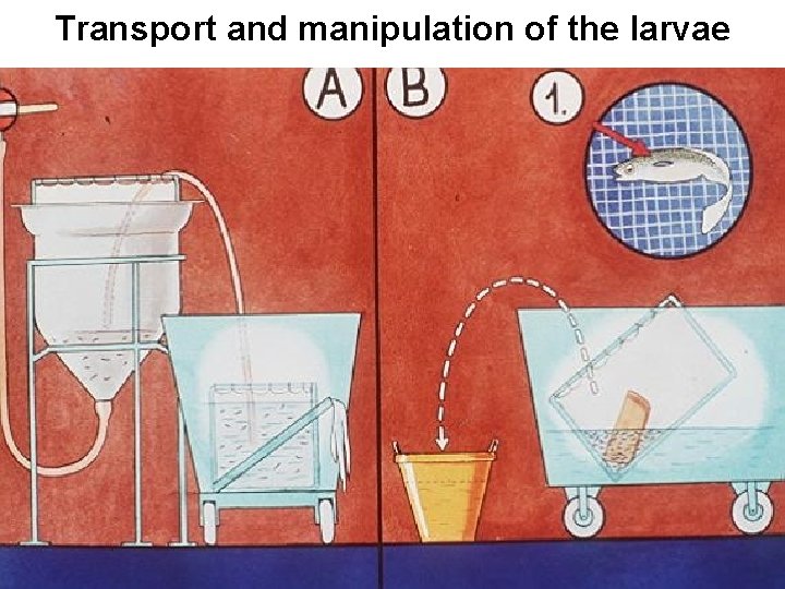 Transport and manipulation of the larvae 