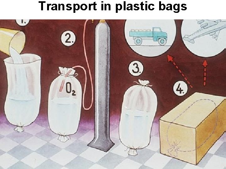 Transport in plastic bags 