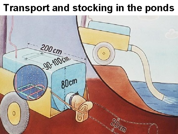 Transport and stocking in the ponds 