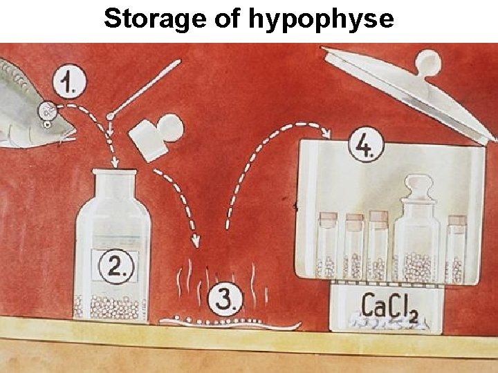 Storage of hypophyse 