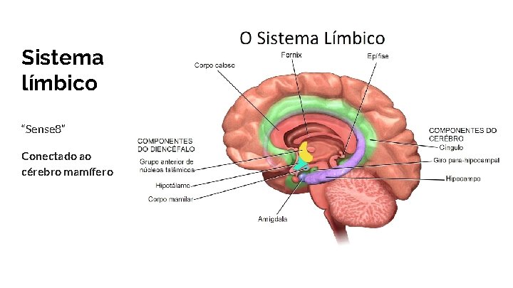 Sistema límbico “Sense 8” Conectado ao cérebro mamífero 