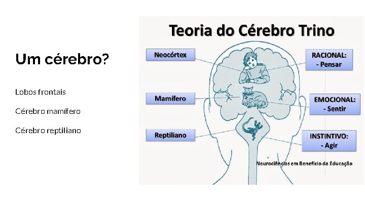 Um cérebro? Lobos frontais Cérebro mamífero Cérebro reptiliano 