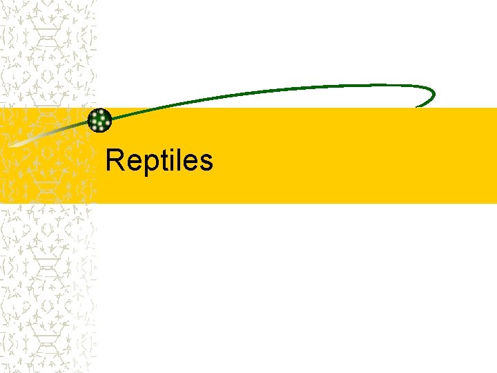 Reptiles 