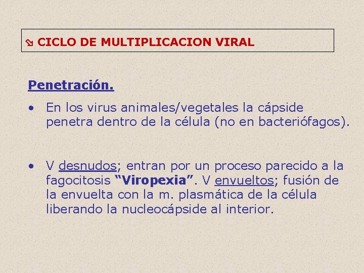  CICLO DE MULTIPLICACION VIRAL Penetración. • En los virus animales/vegetales la cápside penetra