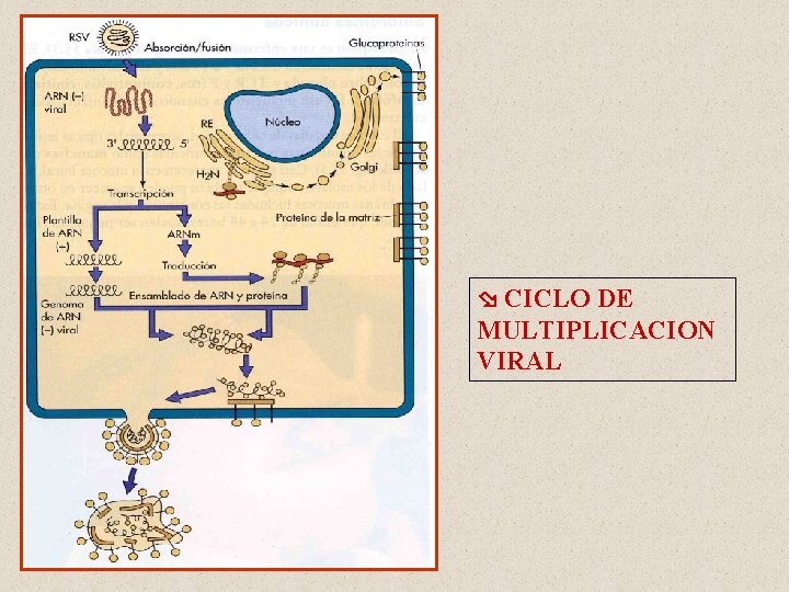  CICLO DE MULTIPLICACION VIRAL 