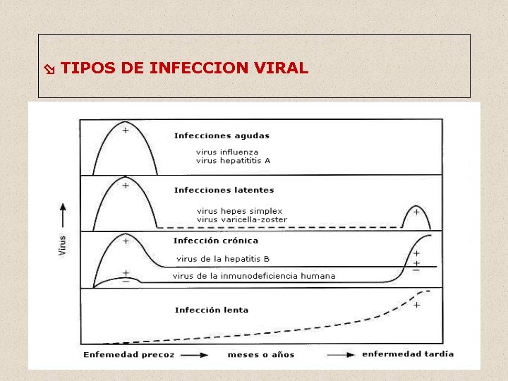  TIPOS DE INFECCION VIRAL 