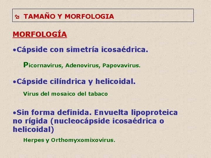  TAMAÑO Y MORFOLOGIA MORFOLOGÍA • Cápside con simetría icosaédrica. Picornavirus, Adenovirus, Papovavirus. •