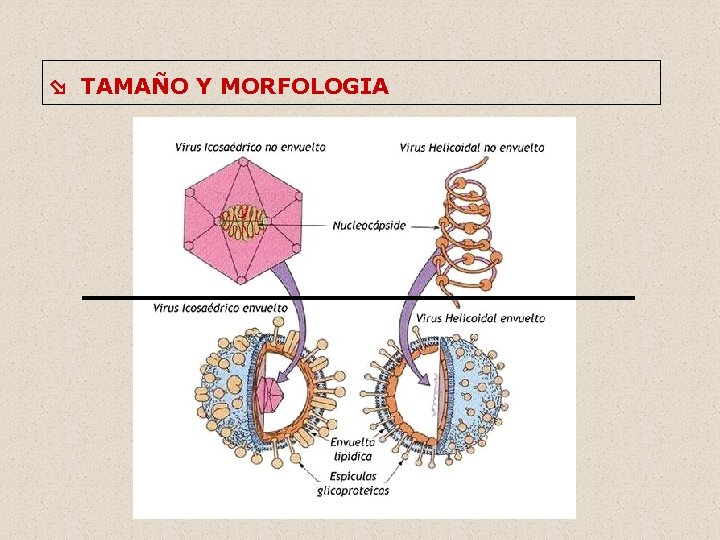 TAMAÑO Y MORFOLOGIA 