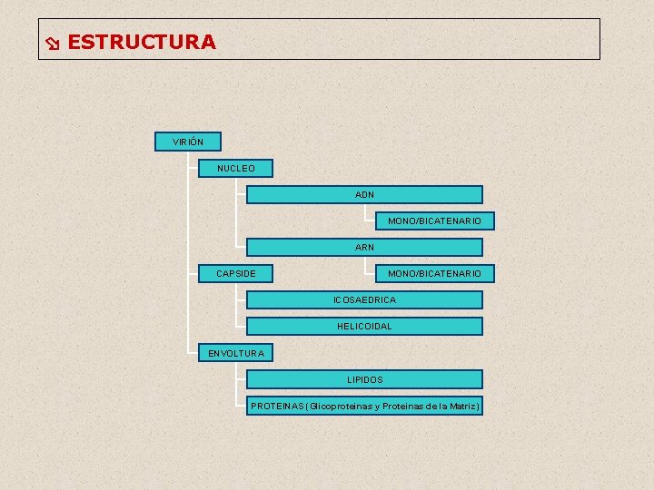  ESTRUCTURA VIRIÓN NUCLEO ADN MONO/BICATENARIO ARN CAPSIDE MONO/BICATENARIO ICOSAEDRICA HELICOIDAL ENVOLTURA LIPIDOS PROTEINAS