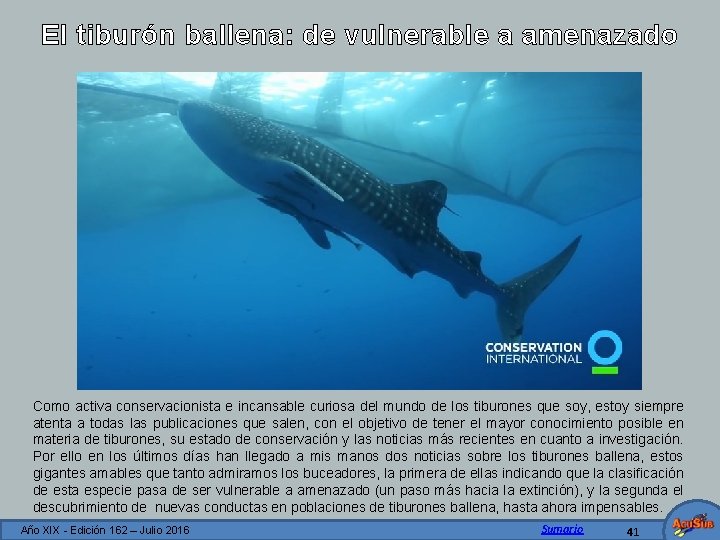 El tiburón ballena: de vulnerable a amenazado Como activa conservacionista e incansable curiosa del