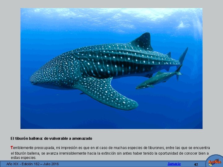 El tiburón ballena: de vulnerable a amenazado Terriblemente preocupada, mi impresión es que en