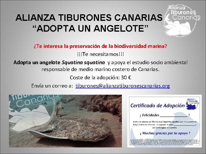 ALIANZA TIBURONES CANARIAS “ADOPTA UN ANGELOTE” ¿Te interesa la preservación de la biodiversidad marina?