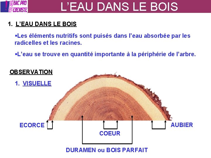 L’EAU DANS LE BOIS 1. L’EAU DANS LE BOIS Les éléments nutritifs sont puisés