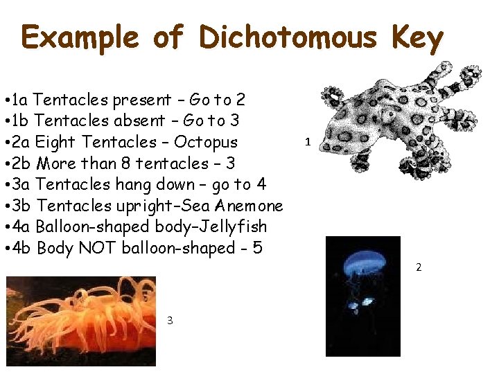 Example of Dichotomous Key • 1 a Tentacles present – Go to 2 •