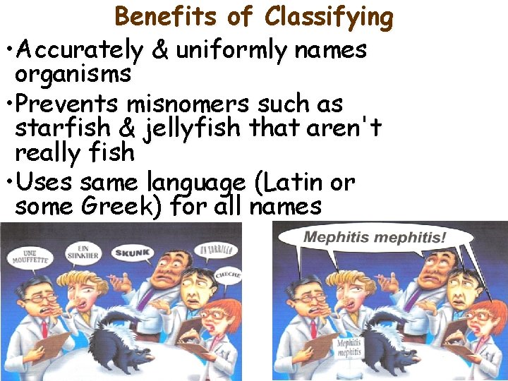 Benefits of Classifying • Accurately & uniformly names organisms • Prevents misnomers such as