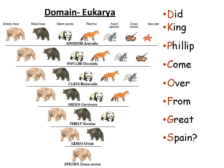 Domain- Eukarya • Did • King • Phillip • Come • Over • From